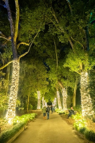 A walkway illuminated by trees wrapped in white Christmas Lights