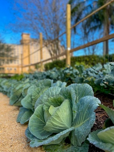 Rows of cabbage and greens grow in Emma's Creekside Farm. 