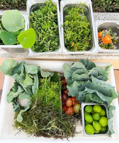 An assortment of greens, herbs, edible flowers, and tomatoes from Emma's Creekside Farm. 