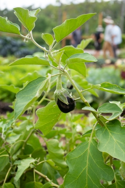 A baby eggplant grows in Emma’s Creekside Farm. 