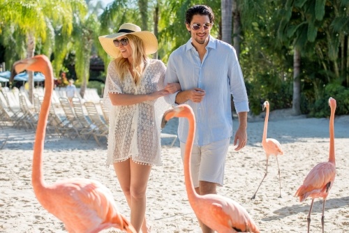 A couple in beach attire walk through the sand surrounded by flamingos. 