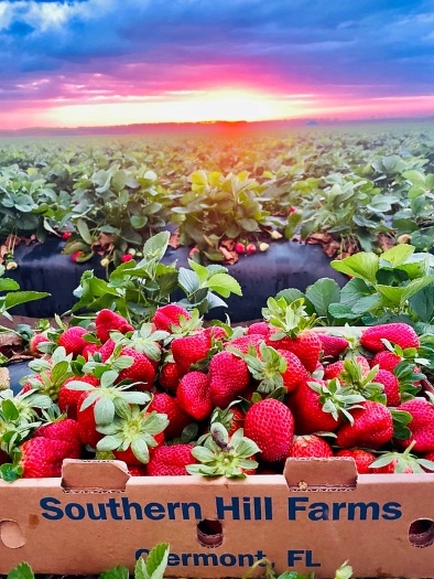 Freshly picked strawberries in a cardboard box reading "Southern Hill Farms, Clermont, FL" looking out over rows of strawberry plants at sunset. 