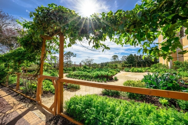 The sun shines over the vines growing along the fence overlooking Emma's Creekside Farm, a lush green garden on the Rosen Shingle Creek property.