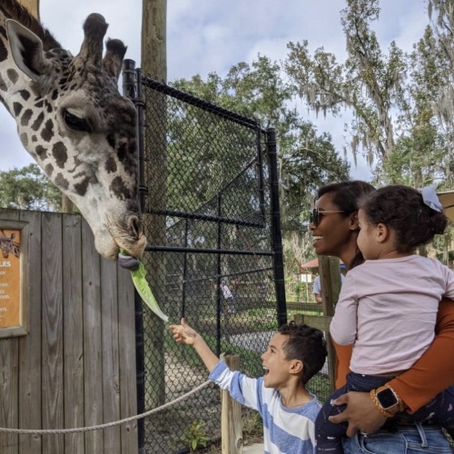 A woman holds a young girl while a boy feeds a giraffe a piece of lettuce at an animal encounter at the Central Florida Zoo. 