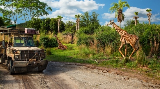 A safari vehicle encounters giraffes along the Kilimanjaro Safari at DIsney's Animal Kingdom, an amazing animal experience in Orlando.