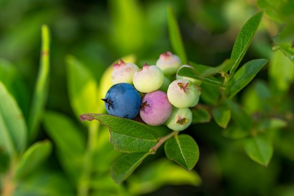 A close-up of ripening blueberries on a branch.