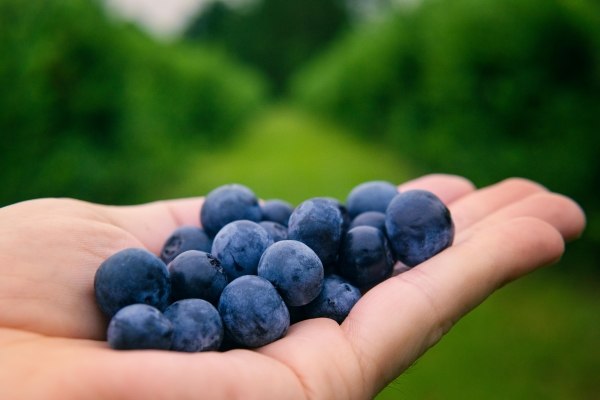 A close-up of an outstretched hand holding ripe blueberries against an out-of-focus green background