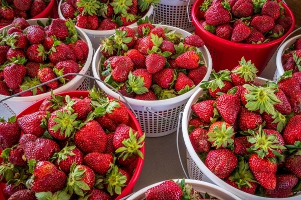 A closeup of white and red plastic buckets full of freshly picked ripe strawberries