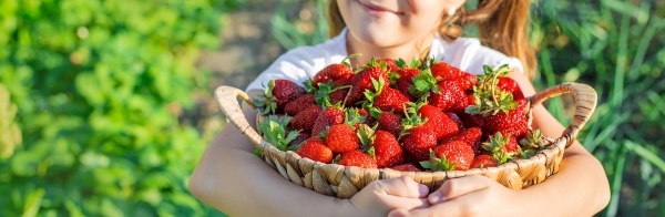 A cropped shot of a young girl with her arms wrapped around a large basket of strawberries in a strawberry patch. Enjoy berry picking near Orlando.